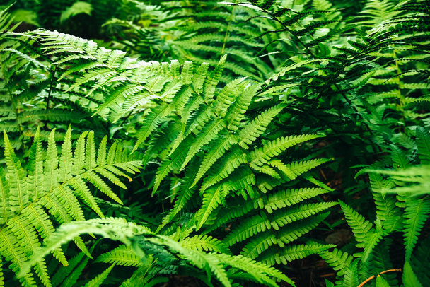 Eğreltiotu ormanda yetişiyor. Bitkilerin yeşil yaprakları. - Fotoğraf, Görsel