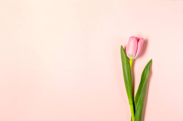 Flat lay with tulip flowers on pastel pink - 写真・画像