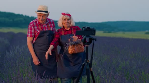 Starší babička dědeček bloggerů nahrávání videa vlog tutorial v oblasti levandule květiny - Záběry, video