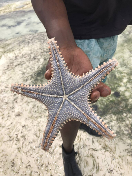 La mano di un uomo tiene in mano una stella marina viva, grande, bella e luminosa. Stella marina sul retro con tentacoli sullo sfondo dell'acqua. Stella marina estratta dall'oceano - Foto, immagini