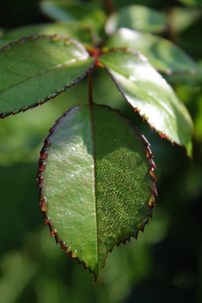 Rose leaf with dew close-up, blurred background. - Фото, изображение
