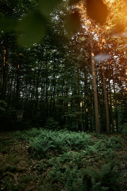 ポーランドの森の中でシダの成長のトップビュー。シダは木の葉を残します。自然の中で美しいシダの茂み. - 写真・画像