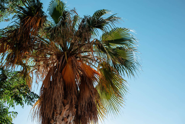 Foglie di palma contro il cielo primo piano. Il concetto di destinazioni turistiche e viaggi in paesi caldi. Foto di alta qualità - Foto, immagini