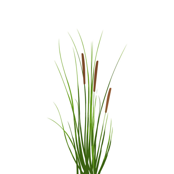 Vector hand drawing sketch with reeds. - Vector, Image