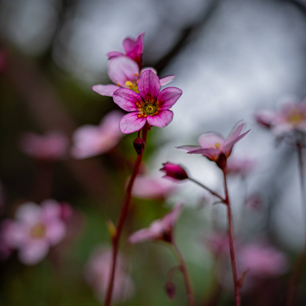 Close-up of saxifraga (rockfoils) pink flowers. Shallow field of depth.  - Photo, Image