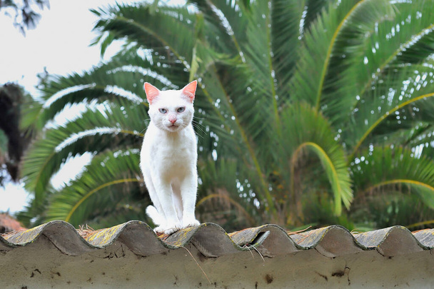 Weiße Katze beobachtet von einem Dach aus. - Foto, Bild