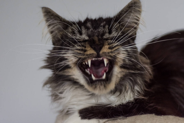 Lustige Fratze von einer Maine Coone Katze sieht aus wie Lachen - Foto, Bild