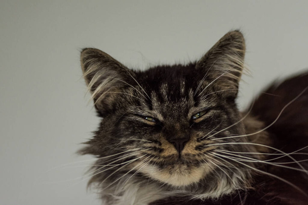 Maine Coone kedisinden komik bir somurtma gülümsemeye benziyor. - Fotoğraf, Görsel