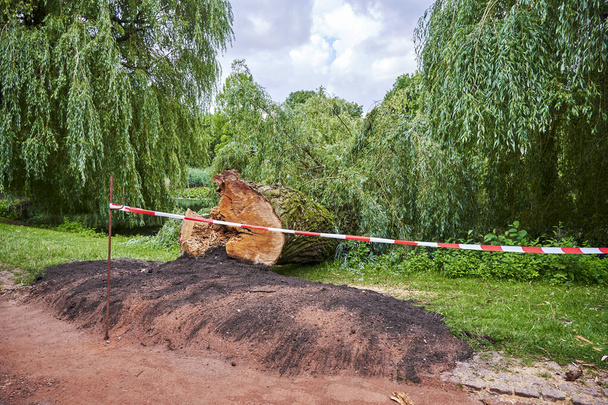 Parkta kırılan yaşlı bir ağacın fotoğrafı.. - Fotoğraf, Görsel