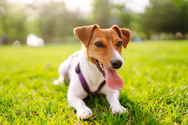 Happy active dog, jack russell playing in the park.  Domestic dog concept. - Foto, afbeelding