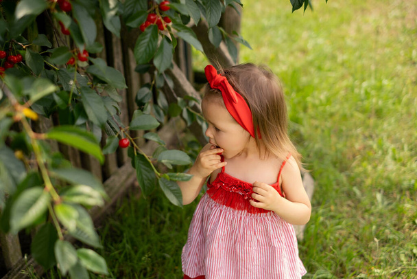 A little girl in a red dress puts ripe juicy cherry berries plucked from a tree in her mouth. Harvest of fruit trees. Gardening in the countryside. Little taster - Photo, Image
