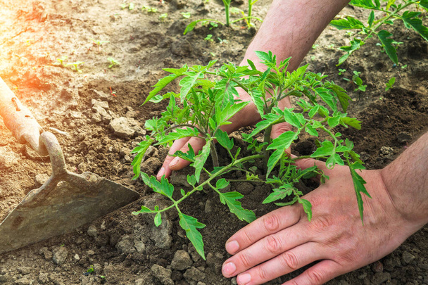 Plant tomato seedlings in the garden. Close-up of a gardener is hands while growing tomato crops. - Foto, Imagem