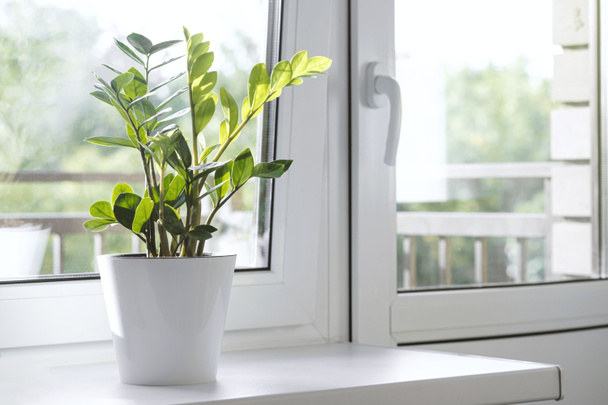 Zamioculcas Zamiifolia o ZZ Pianta in vaso di fiori bianchi stare sul davanzale della finestra. Home concetto di cura delle piante. Interno di un moderno appartamento in stile scandinavo - Foto, immagini