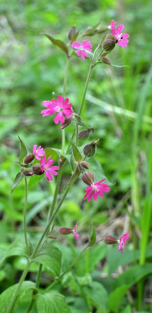 Silene dioica grows in the spring in the wild in the wild - Фото, изображение