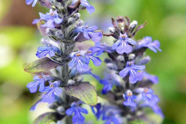 Ajuga reptans grows and blooms in herbs in the wild - Photo, Image