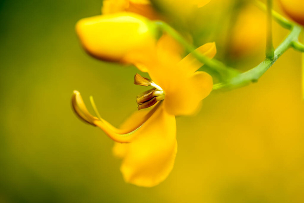 Η ένταση του κίτρινου χρώματος του λουλουδιού της Χρυσής Τρομπέτας. Είδος Χειροάνθος albus. Δέντρο σύμβολο της Βραζιλίας. Εραστής της φύσης. - Φωτογραφία, εικόνα