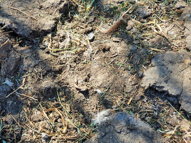 ground with chicken manure, chicken dung organic fertilizer. - Photo, Image