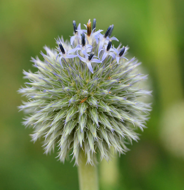 Globe thistle is a contemporary-looking flower with old-world qualities: its spherical blue blooms are arresting in the summer border - Photo, Image