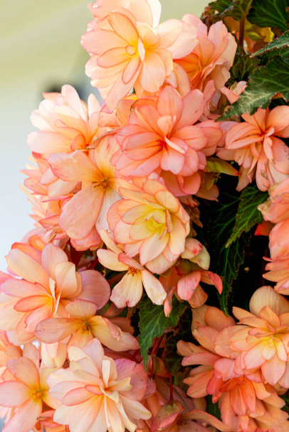 A beautiful bush of soft pink begonia in a flower pot. - Photo, Image