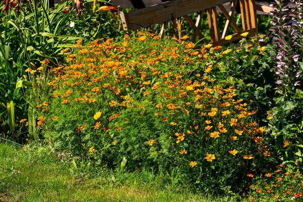 Flores de calêndula no canteiro de flores. Belo canteiro de flores em um parque de verão. - Foto, Imagem