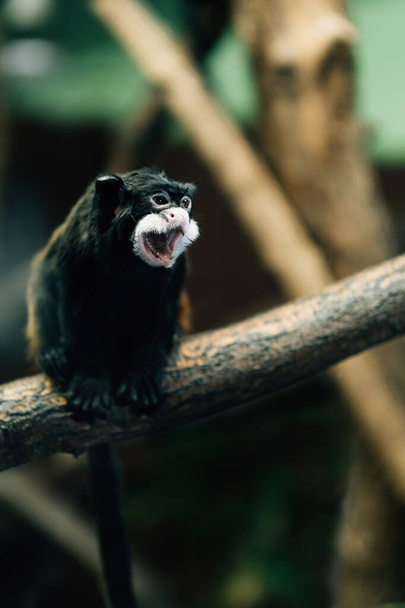A cute Brown-mantled tamarin sitting on a tree branch - Valokuva, kuva