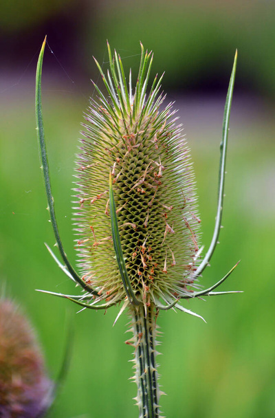 Dipsacus fullonum, Dipsacus sylvestris, est une espèce de plante à fleurs connue sous les noms communs de teasel sauvage ou de fuller's teasel - Photo, image