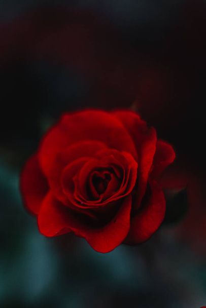 A soft focus of a beautiful red rose against a blurr background - Foto, Imagen