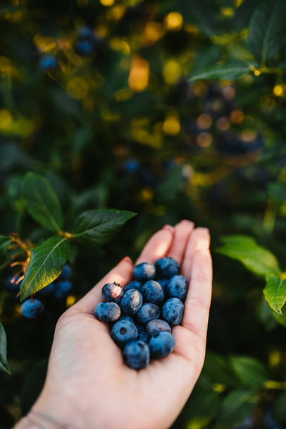 hand harvesting blueberries on a blueberry plantation in serbia - Фото, зображення