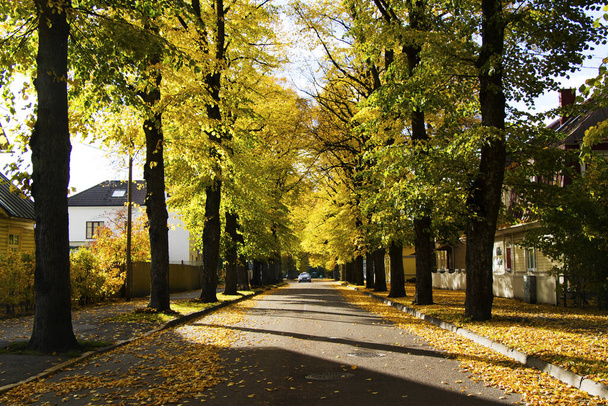 A beautiful street full of dry fallen yellow leaves on a sunny day - Valokuva, kuva