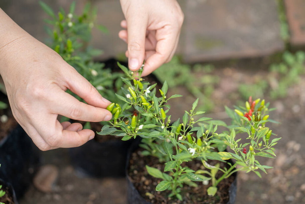 Ένα πλάνο υψηλής γωνίας με χέρια κηπουρού να αγγίζουν ένα φυτό σε γλάστρα σε κήπο. - Φωτογραφία, εικόνα
