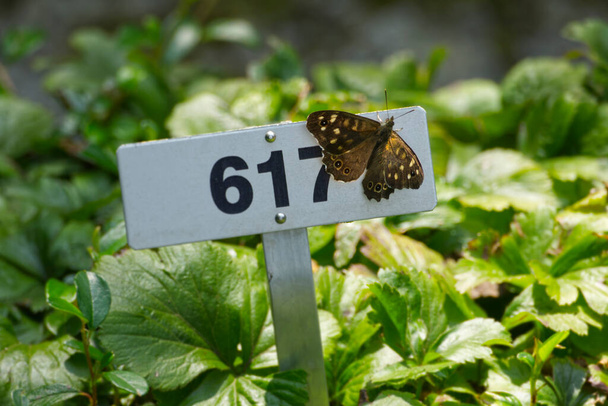 Kropenatý dřevěný motýl (Pararge aegeria) usazený na kovové ceduli v Curychu, Švýcarsko - Fotografie, Obrázek