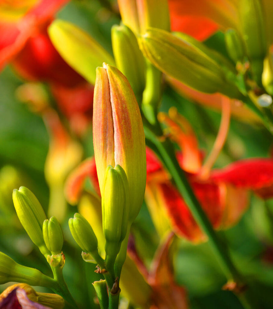 Antes de florecer amaryllis es el único género de la subtribu Amaryllidinae (tribu Amaryllideae). Es un pequeño género de bulbos de flores, con dos especies. - Foto, Imagen