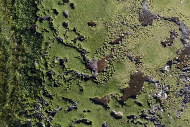 A horizontal background of green moss texture on the rock - Zdjęcie, obraz