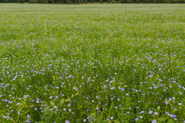 Modré lněné květy na zeleném poli pro letní pozadí. Rozmazané popředí - Fotografie, Obrázek