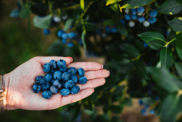 hand harvesting blueberries on a blueberry plantation in serbia - Foto, Imagem