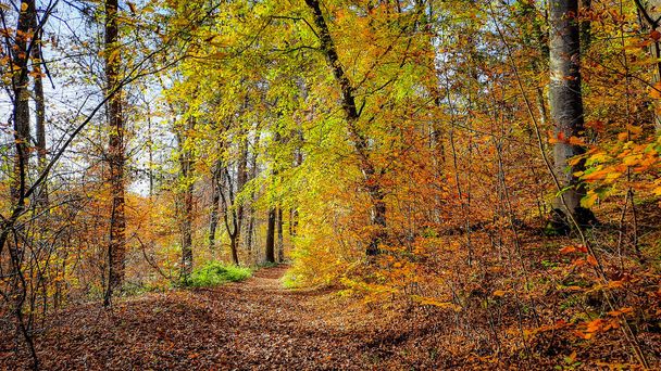 A narrow leafy path through the forest full of trees with yellow and orange leaves - Photo, image