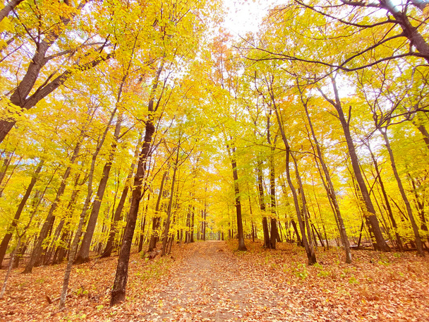 Podzim v parku.Podzimní lesní scenérie se silnicí podzimního listí - Fotografie, Obrázek