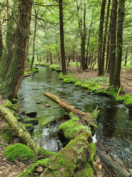 Река крупным планом в лесу - Фото, изображение