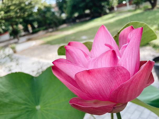 Mooi van roze lotus bloemen tropisch met groene bladeren - Foto, afbeelding