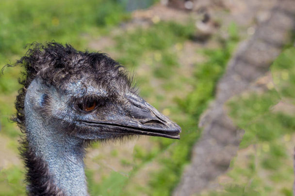 Close up of portrait of blue emu on nature background . - Фото, изображение