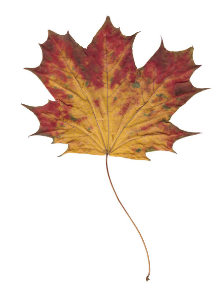Herbstgelb-rotes Ahornblatt isoliert auf weißem Hintergrund. Hochwertiges Foto - Foto, Bild