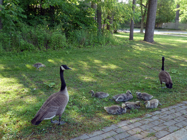 Geese family with goslings in the city - Valokuva, kuva