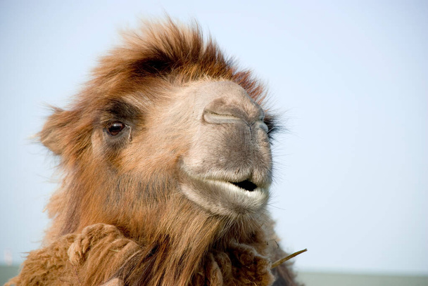 A closeup of a brown furred Bactrian camel's head - Foto, Imagen