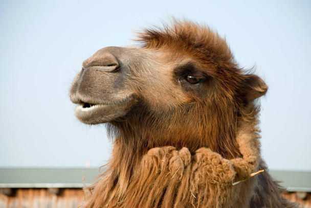 A closeup of a brown furred Bactrian camel's head - Foto, immagini
