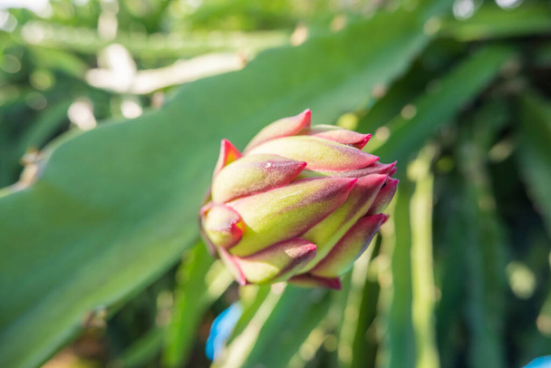 flor de fruta de dragón que está a punto de florecer. planta de fruta de dragón backgroun - Foto, Imagen