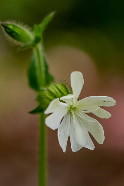 Silene latifolia in the forest, close up - Photo, Image
