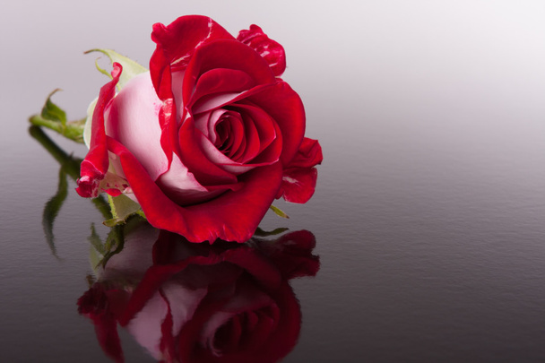 Rose flower with reflection - Фото, изображение