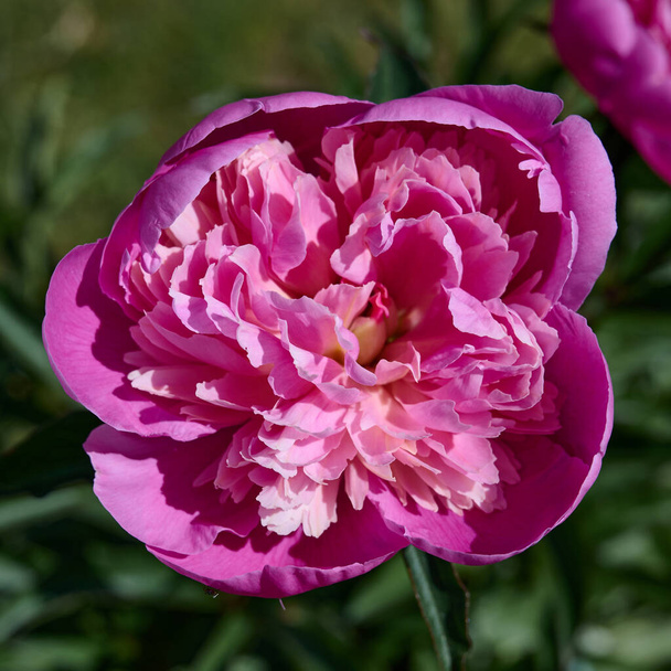 różowy piwonia w ogród kwitnący pod słońcem - Zdjęcie, obraz