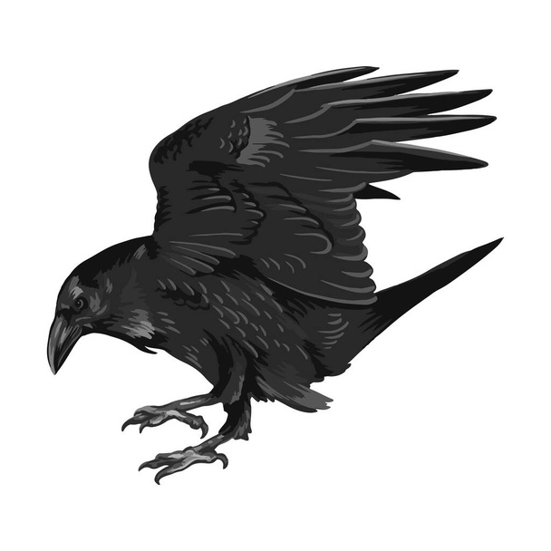 Raven drawing high quality vector illustration.Black Raven.Crow. - ベクター画像