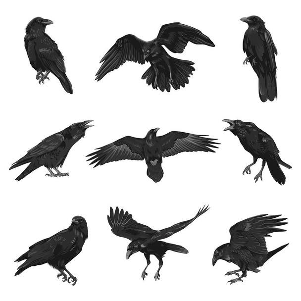 Cuervo dibujo de alta calidad vector illustration.Black Raven.Crow. - Vector, imagen